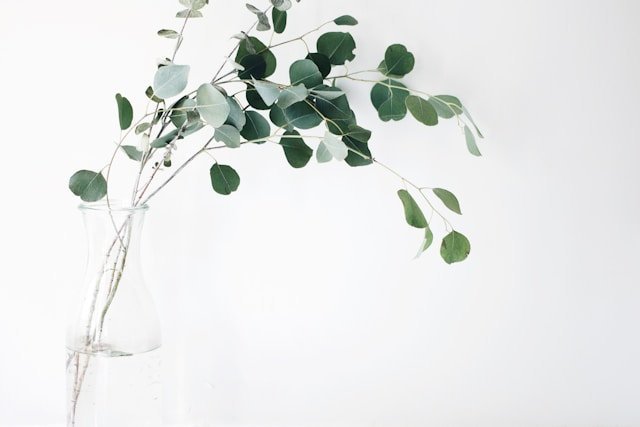 plantas para la ansiedad psicología
